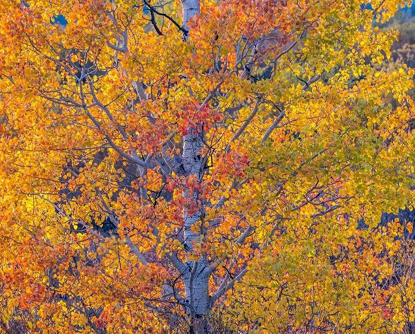 Wyoming-Jackson-Grand Teton National Park and fall colors on Aspen Trees